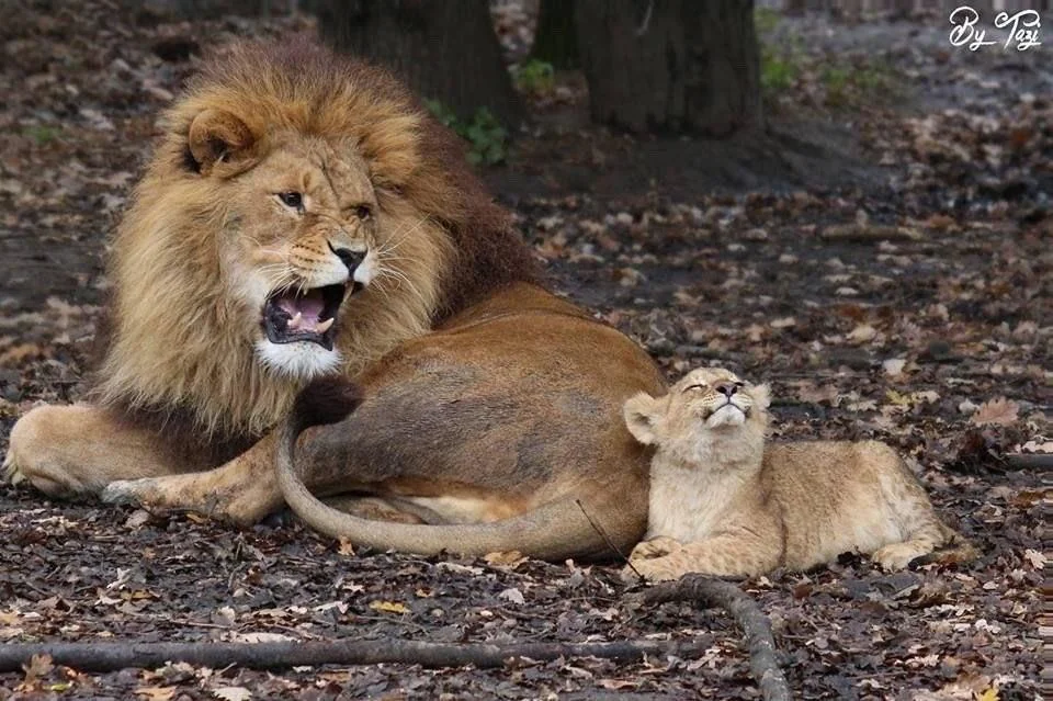 Roaring Lion with Happy Cub meme template blank - image format
