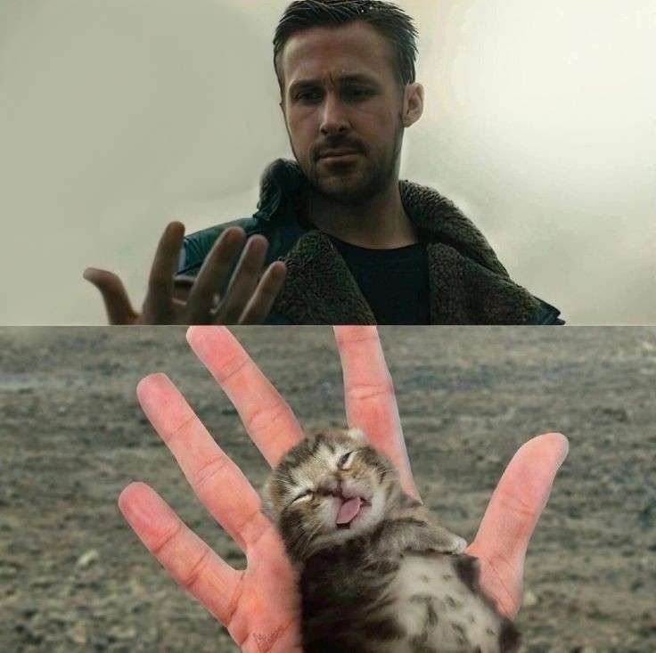 Ryan Gosling Staring at Tiny Kitten meme template blank