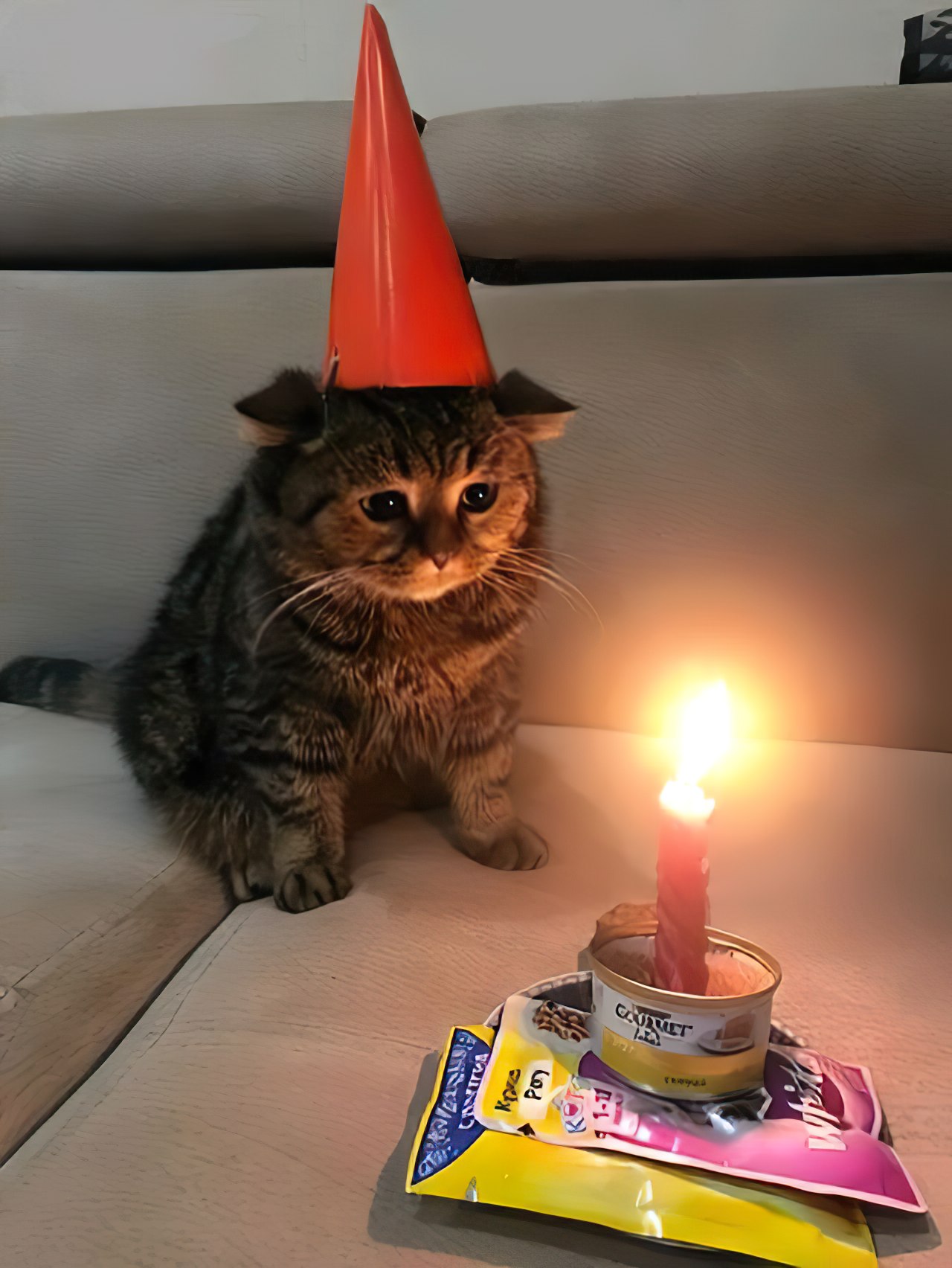 Sad Birthday Cat meme template blank - image format