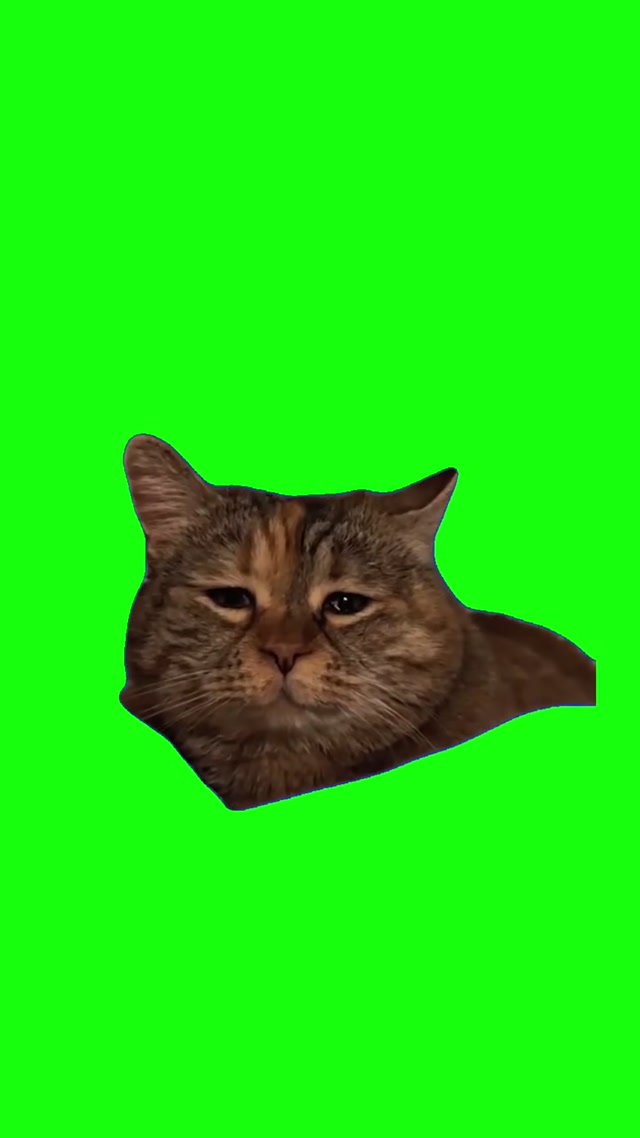 Sad Cat Returns meme template blank