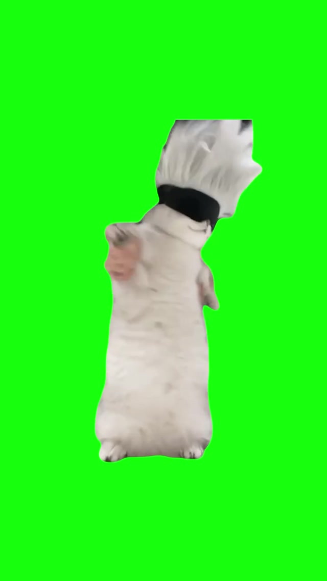 Satoru Gojo Cat Dancing meme template blank