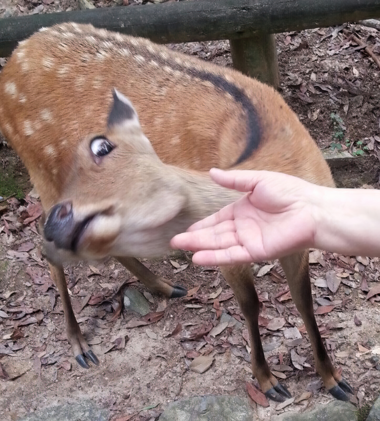 Scared Deer meme template blank - image format