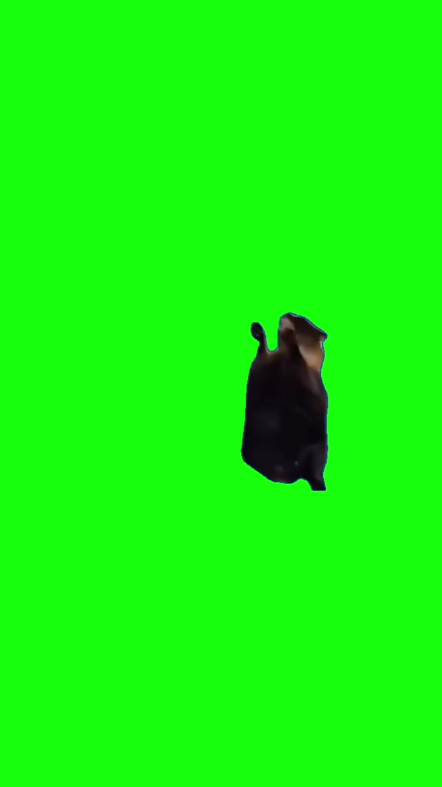 Screaming Cat Meme meme template blank