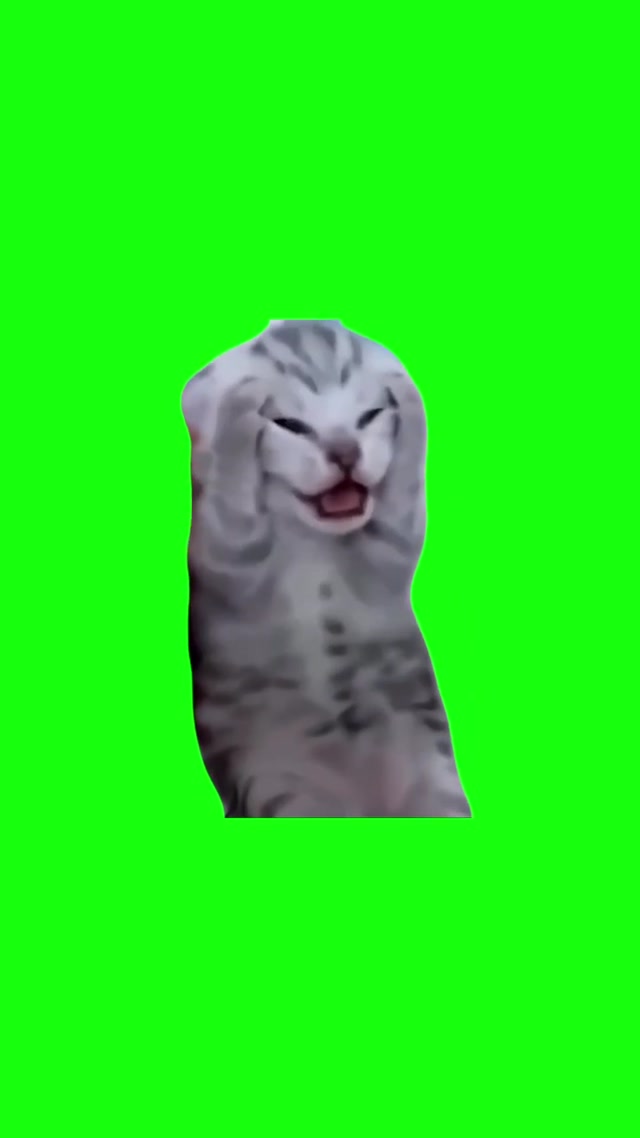 Screaming Kitten meme template blank