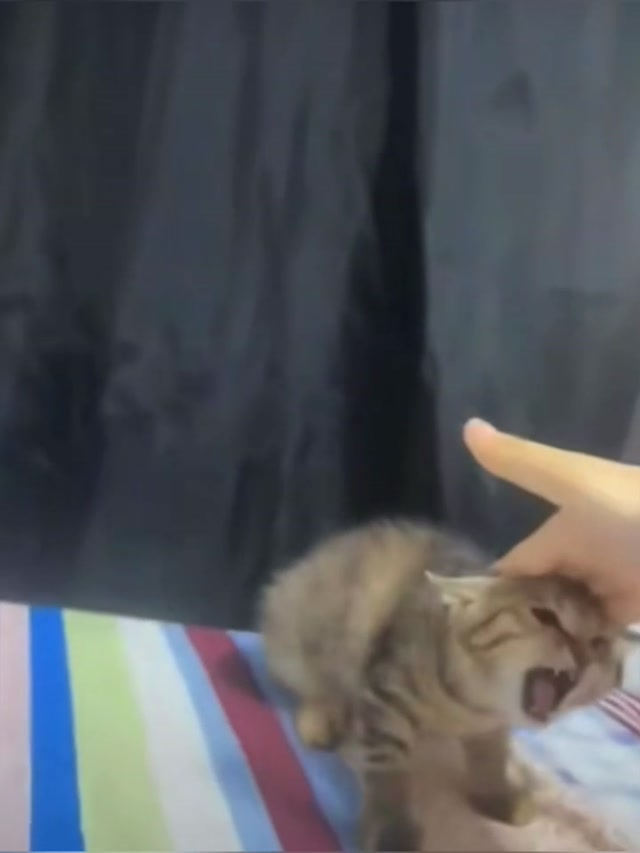 Screaming Kitten When Petted meme template blank