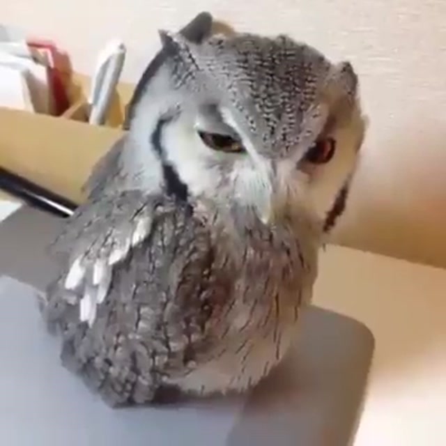Screaming Owl meme template blank