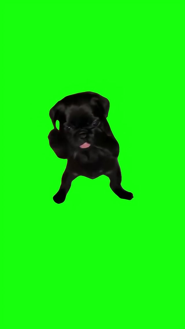 Scuba Pug meme template blank