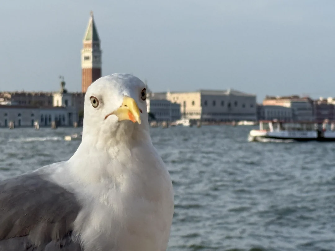 Seagull in Venice Staring meme template blank - image format