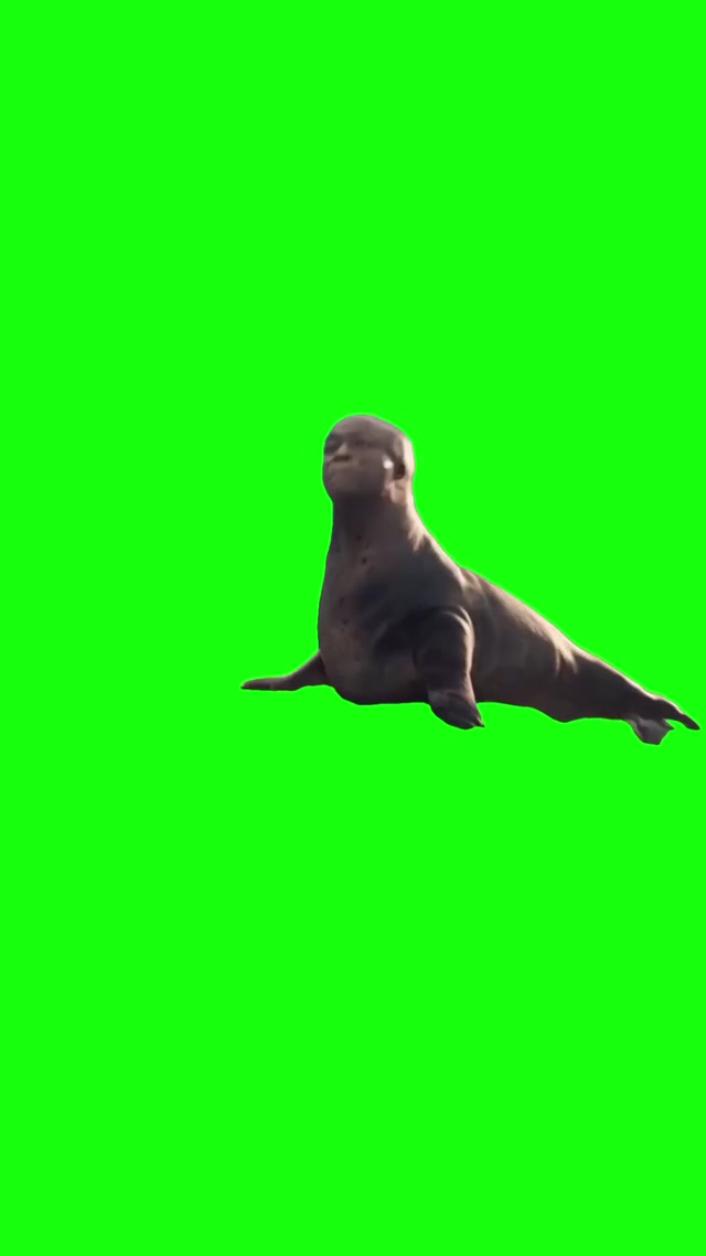 Seal as a Seal meme template blank