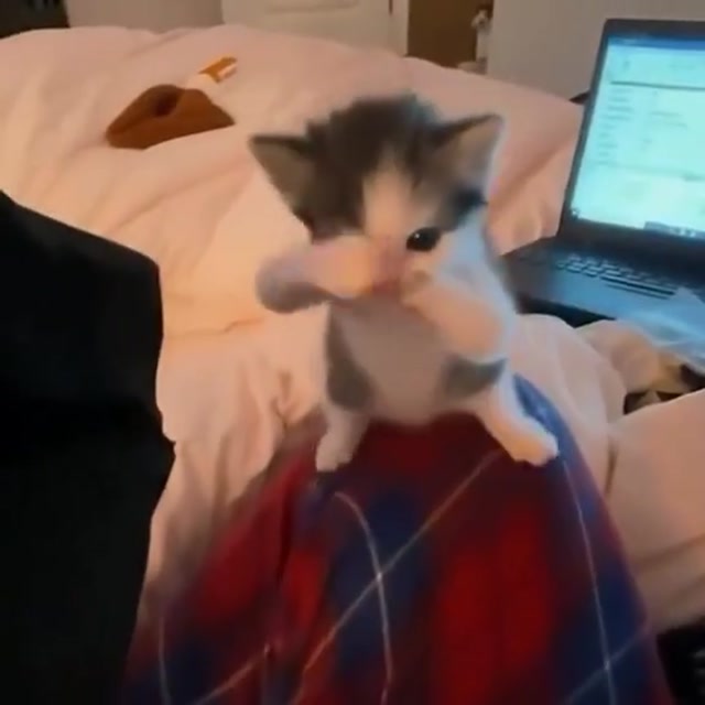 Shadow Boxing Kitten meme template blank