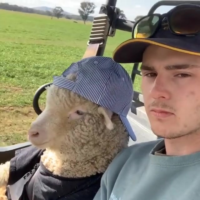 Sheep Riding Shotgun meme template blank
