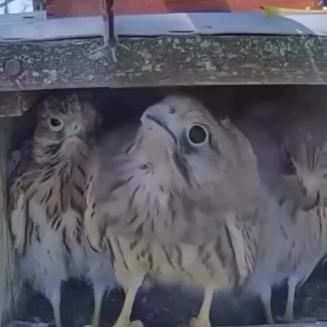 Shocked Kestrels and Butterfly meme template blank