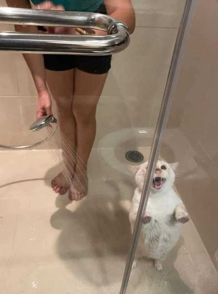 Shower Rescue Cat meme template blank
