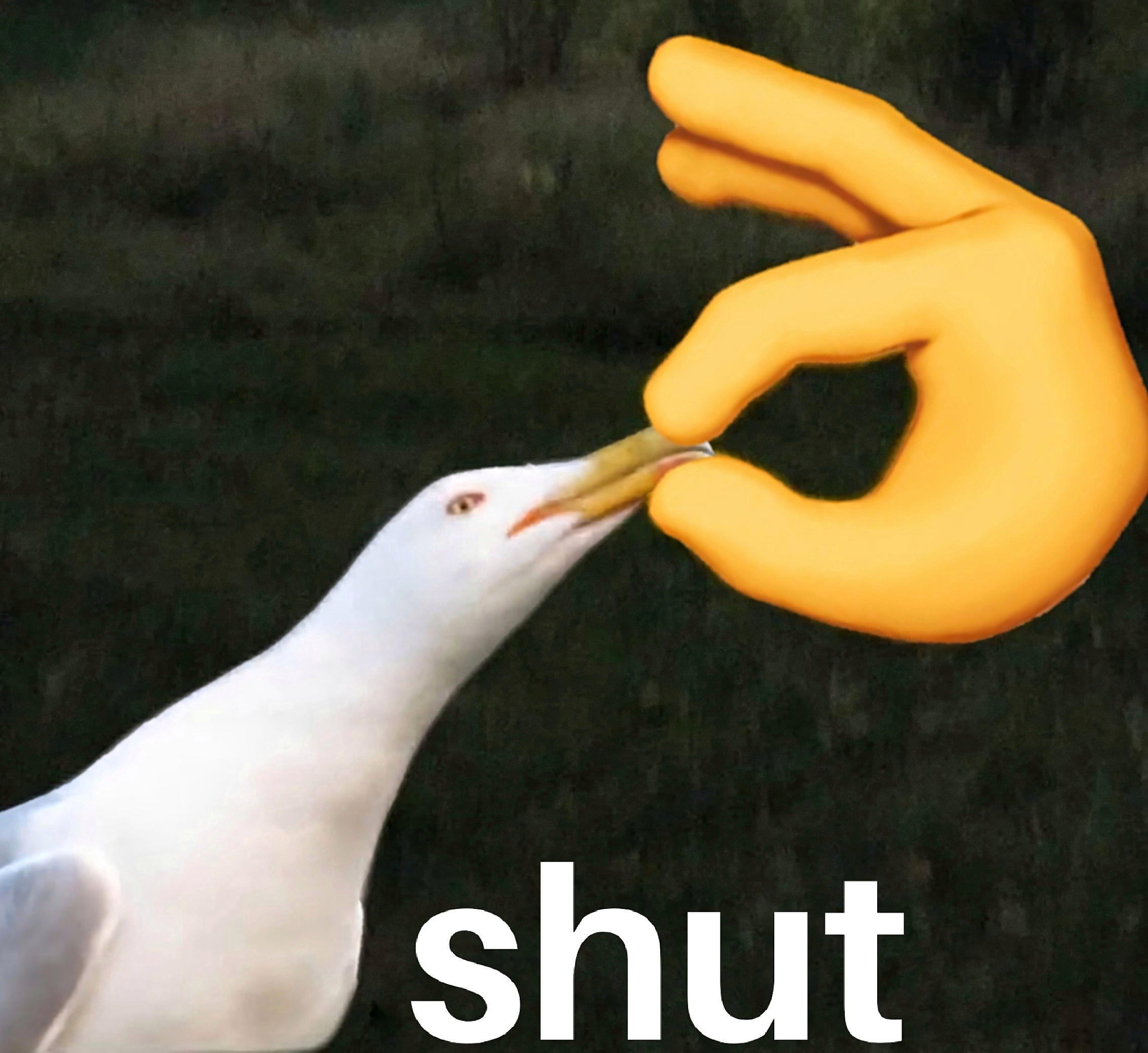Shut Seagull meme template blank - image format