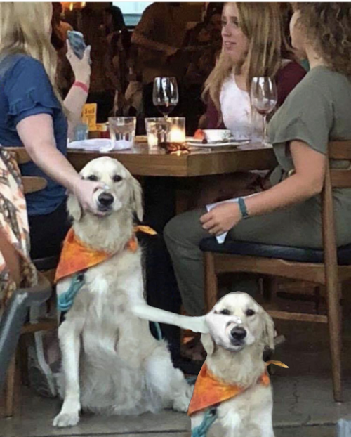 Shut Up Dog meme template blank - image format