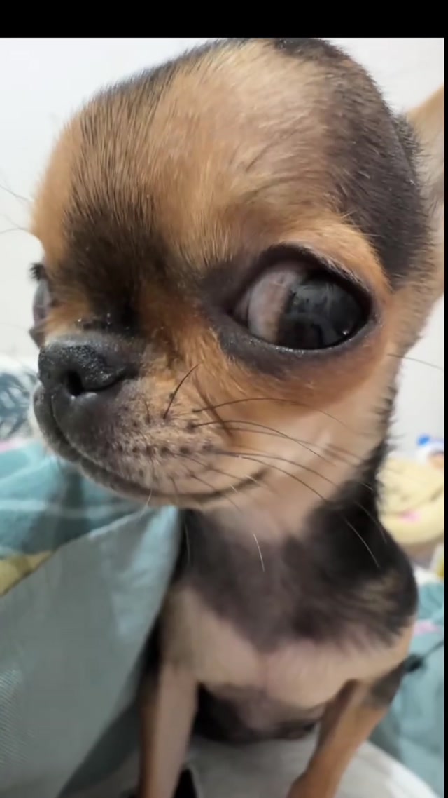 Side-Eye Chihuahua meme template blank
