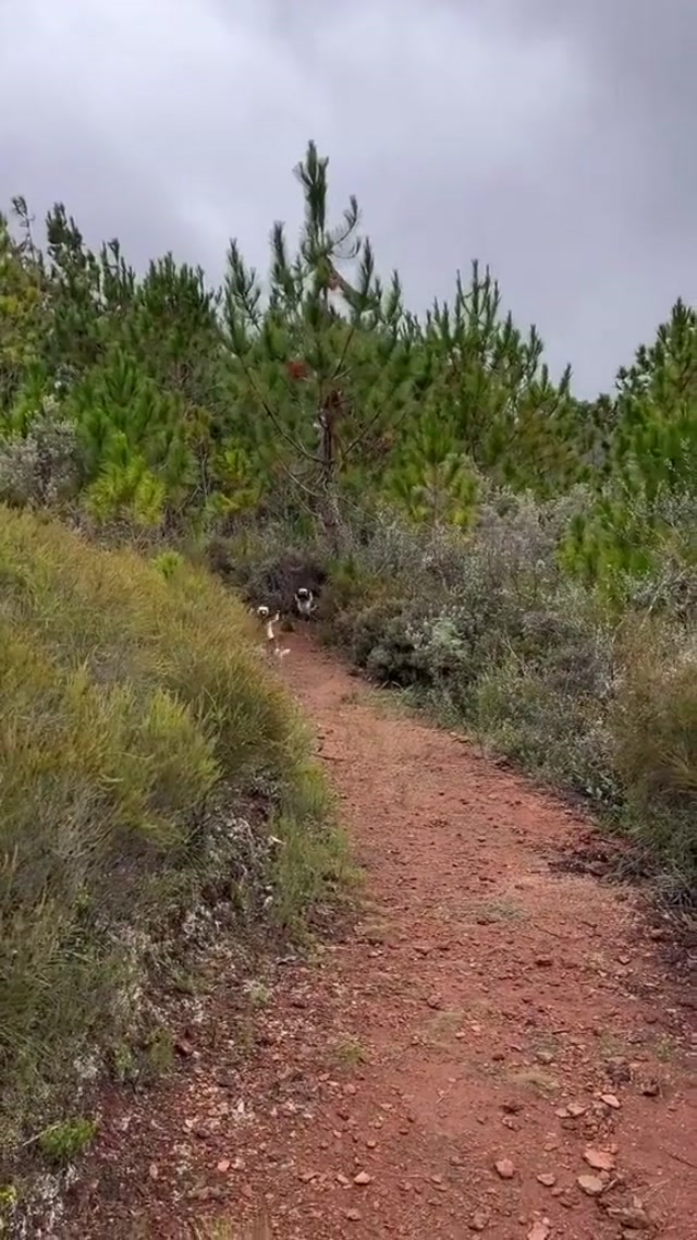 Sifaka Lemur Side-Hop meme template blank