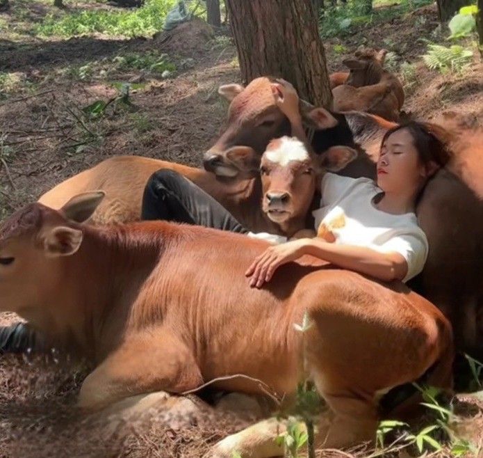 Sleeping with Cows meme template blank