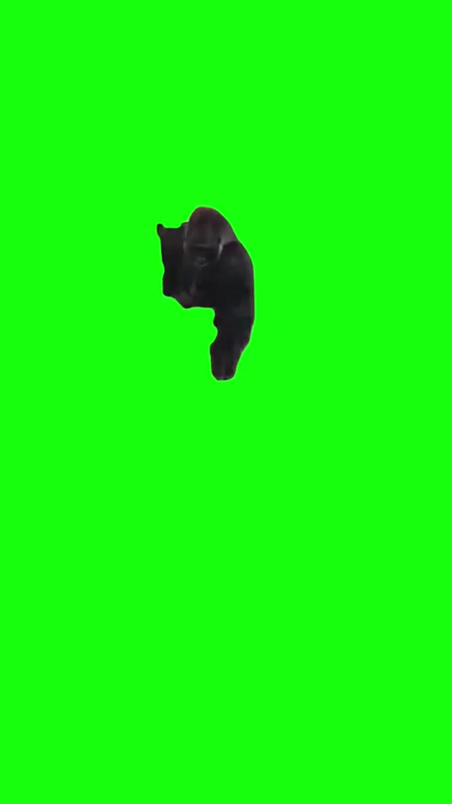 Sliding Gorilla Green Screen meme template blank