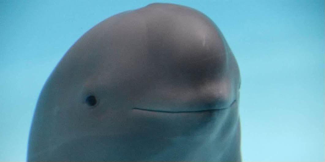 Smiling Porpoise meme template blank - image format