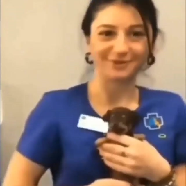Smiling Puppy Reveal meme template blank