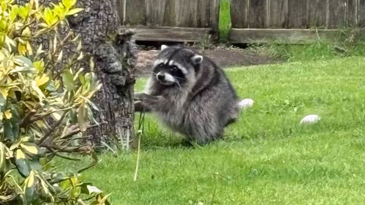 Sneaky Raccoon Behind Tree meme template blank - image format