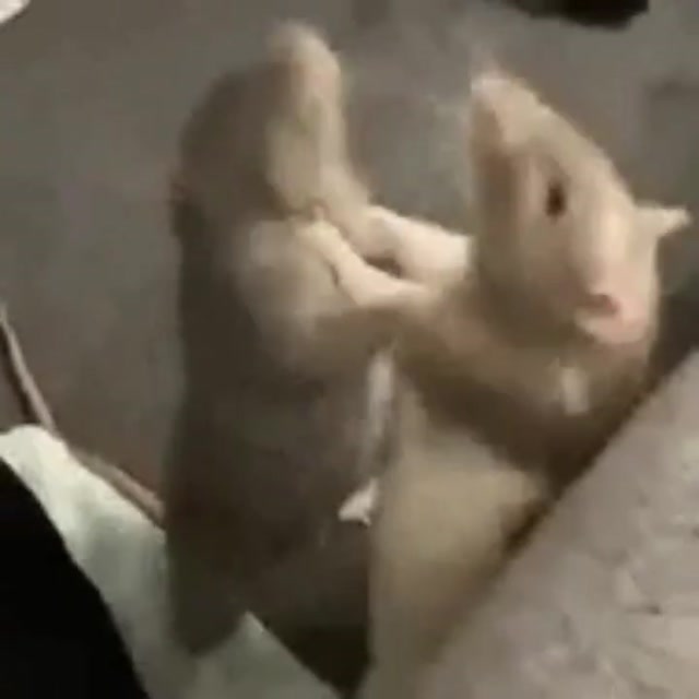 Sofa Boxing Rats meme template blank