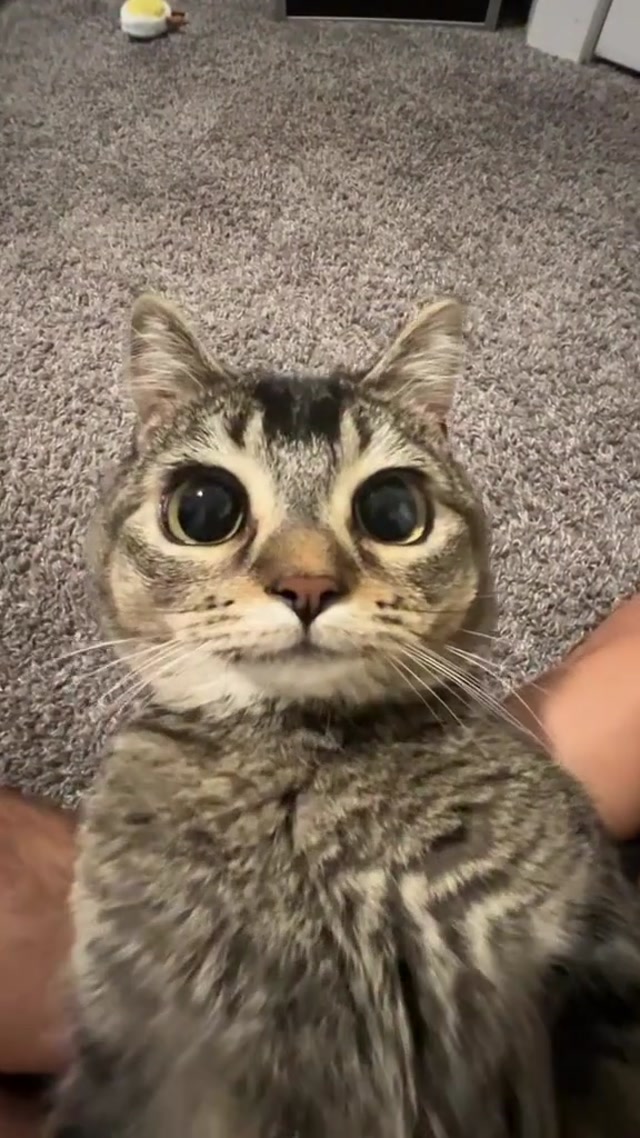 Sorry For Party Rocking Cat meme template blank