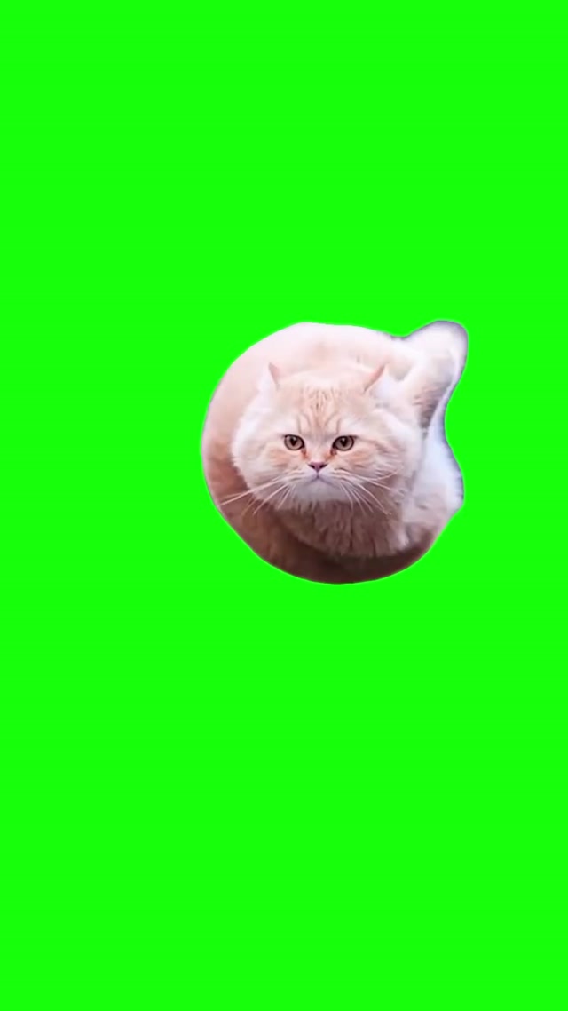 Spinning Cat Meme meme template blank