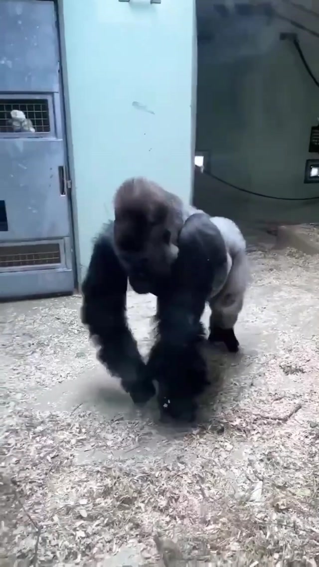 Spinning Gorilla meme template blank