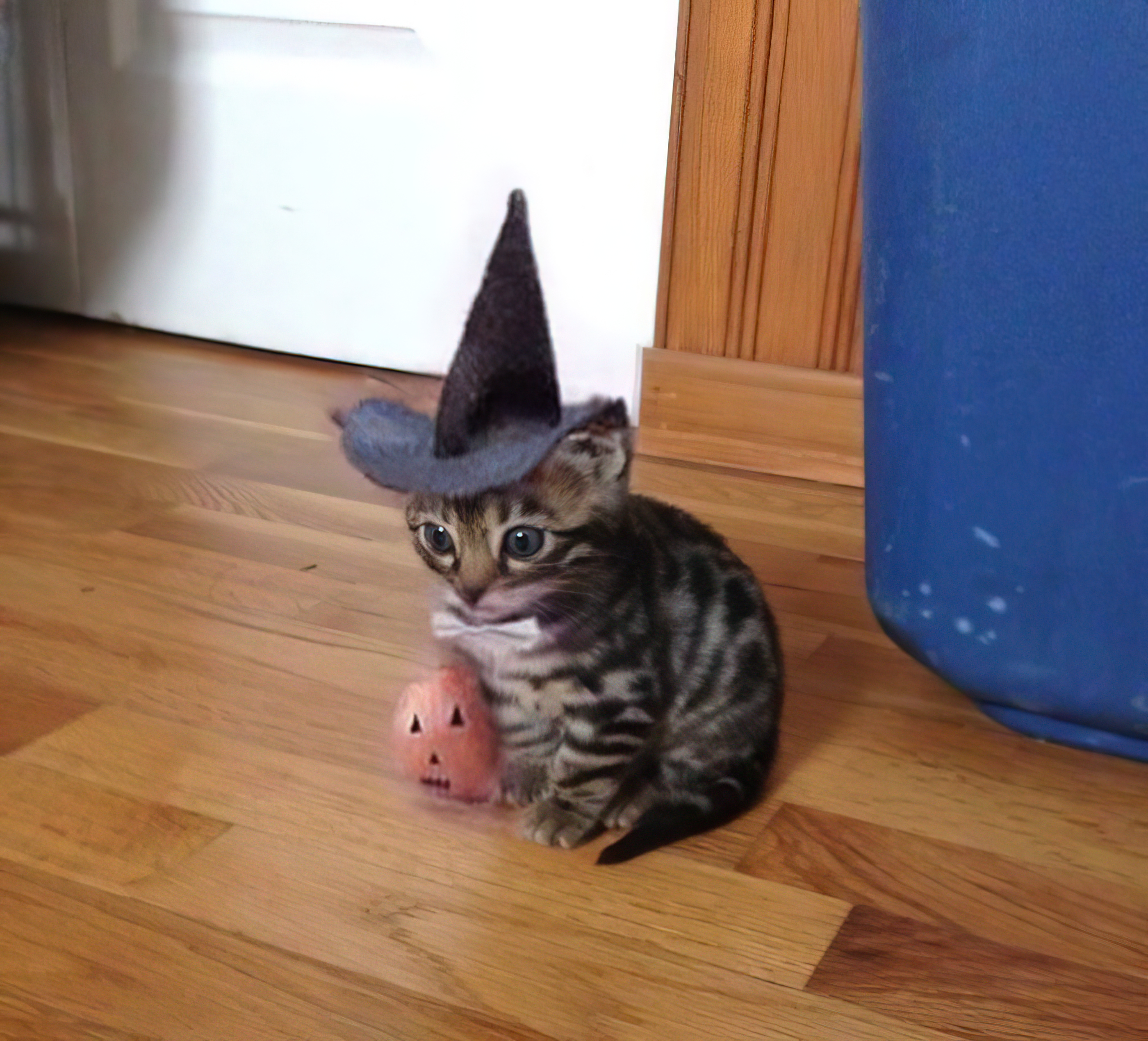 Spooky Hat Cat meme template blank - image format