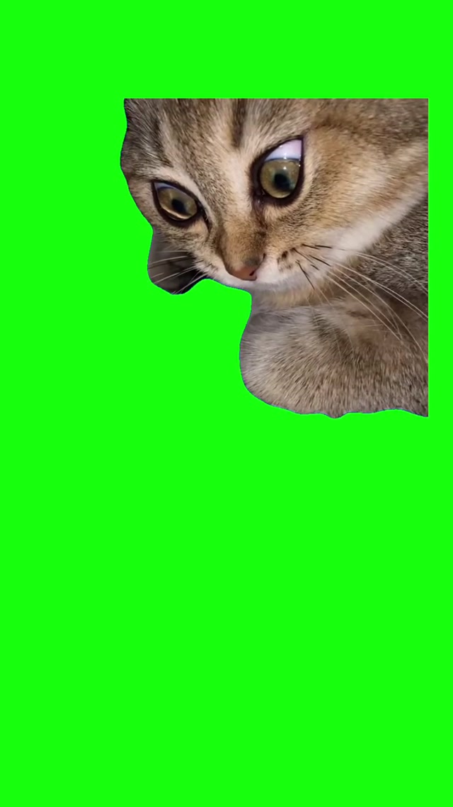 Staring Cat meme template blank