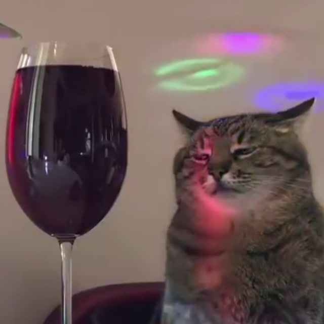 Stepan the Cat with Wine meme template blank