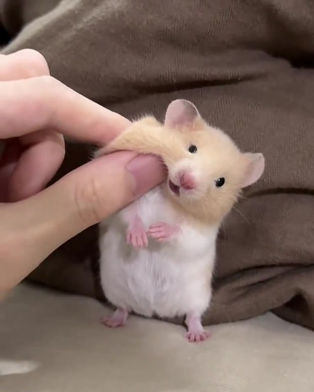 Stretched Cheek Hamster meme template blank