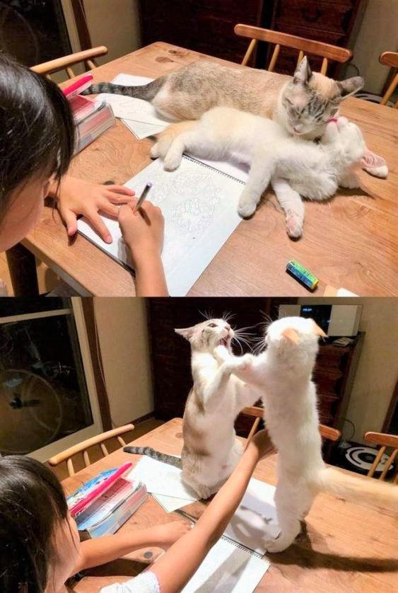 Study Table Cat Fight meme template blank