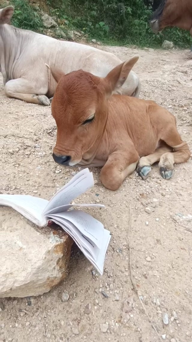 Studying Calf Falling Asleep meme template blank