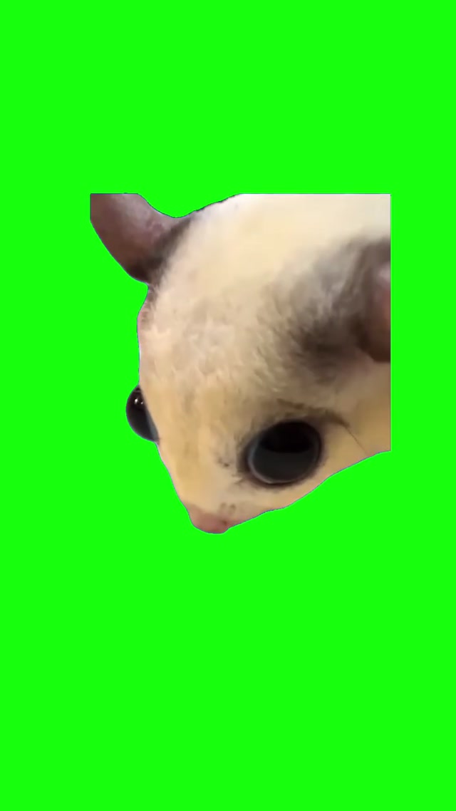 Sugar Glider Lick meme template blank