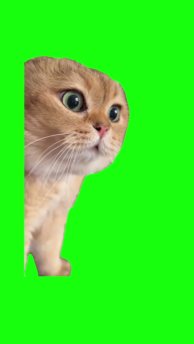 Talking Cat Meme meme template blank