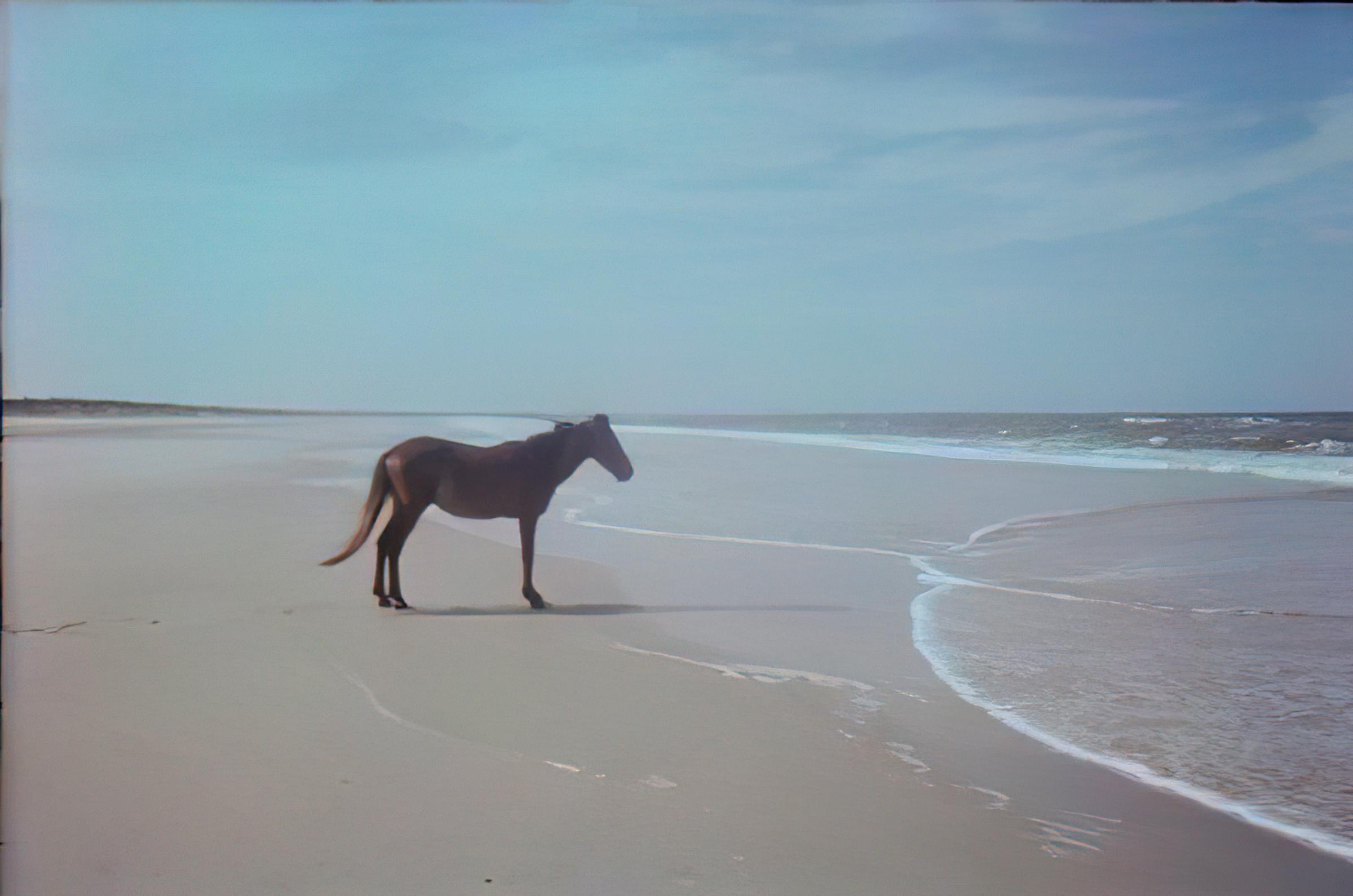 The Beach Horse meme template blank