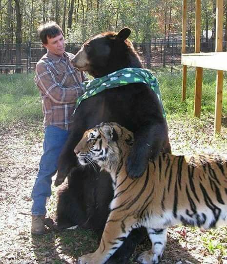 The Bear Hugging a Tiger meme template blank