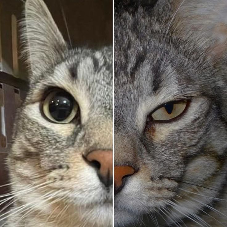 The Dual-Personality Cat meme template blank