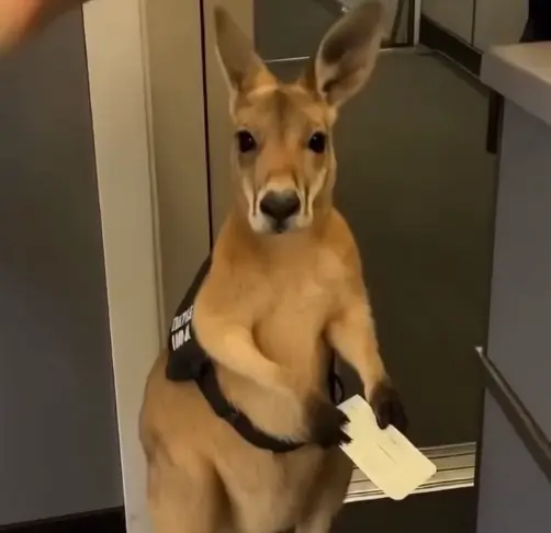 The Emotional Support Kangaroo meme template blank
