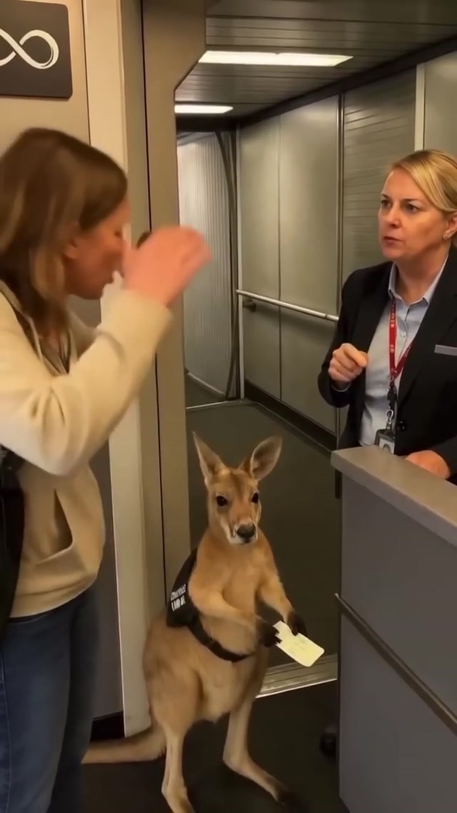 The Emotional Support Kangaroo meme template variant 2