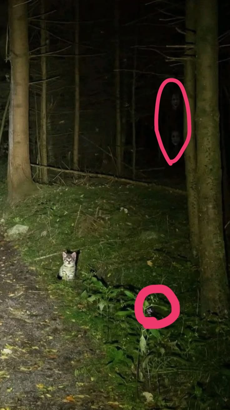 The Forest Cat meme template blank