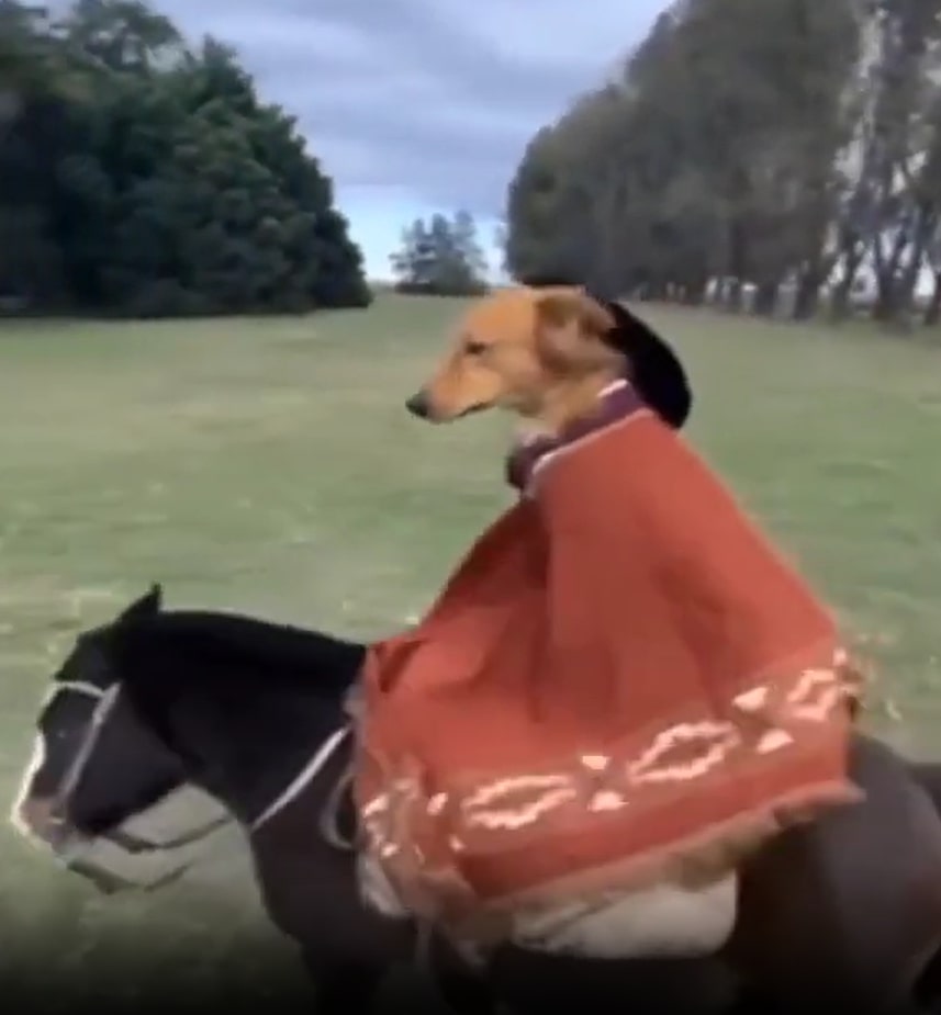 The Gaucho Dog meme template blank