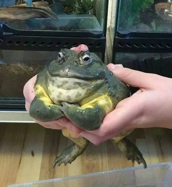 The Mighty Frog meme template variant 1