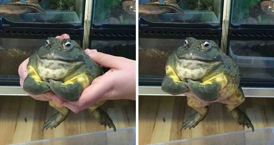 The Mighty Frog meme template variant 2