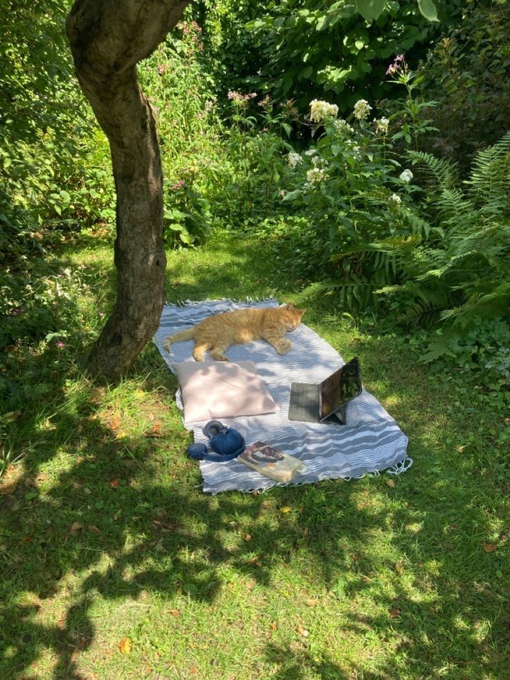 The Productive Cat Picnic meme template blank