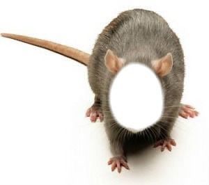 The Rat Face Hole meme template blank