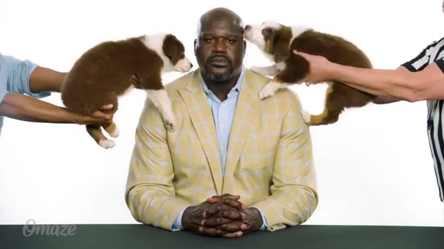 The Shaq Omaze Sensorial Test meme template blank